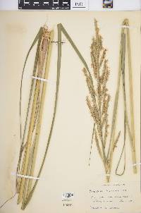 Spartina pectinata image