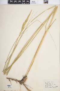 Spartina pectinata image