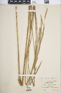 Spartina pectinata image