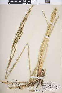 Spartina pectinata image