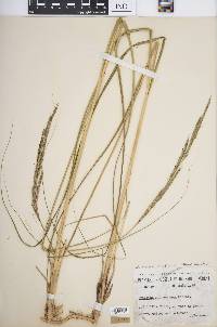 Spartina pectinata image