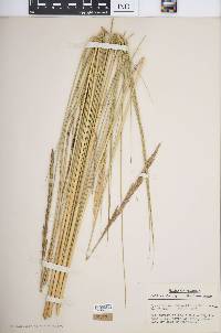 Spartina spartinae image