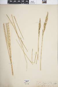 Spartina spartinae image