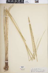 Spartina spartinae image