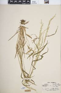 Sphenopholis intermedia image