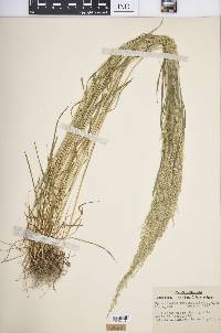 Sphenopholis intermedia image