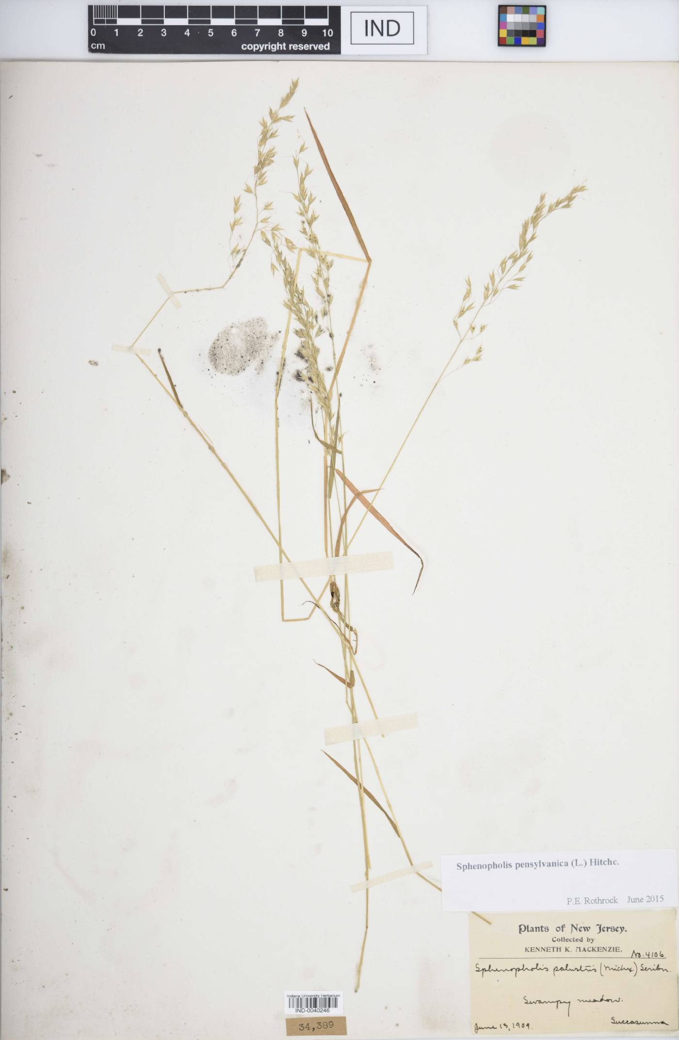 Sphenopholis pensylvanica image