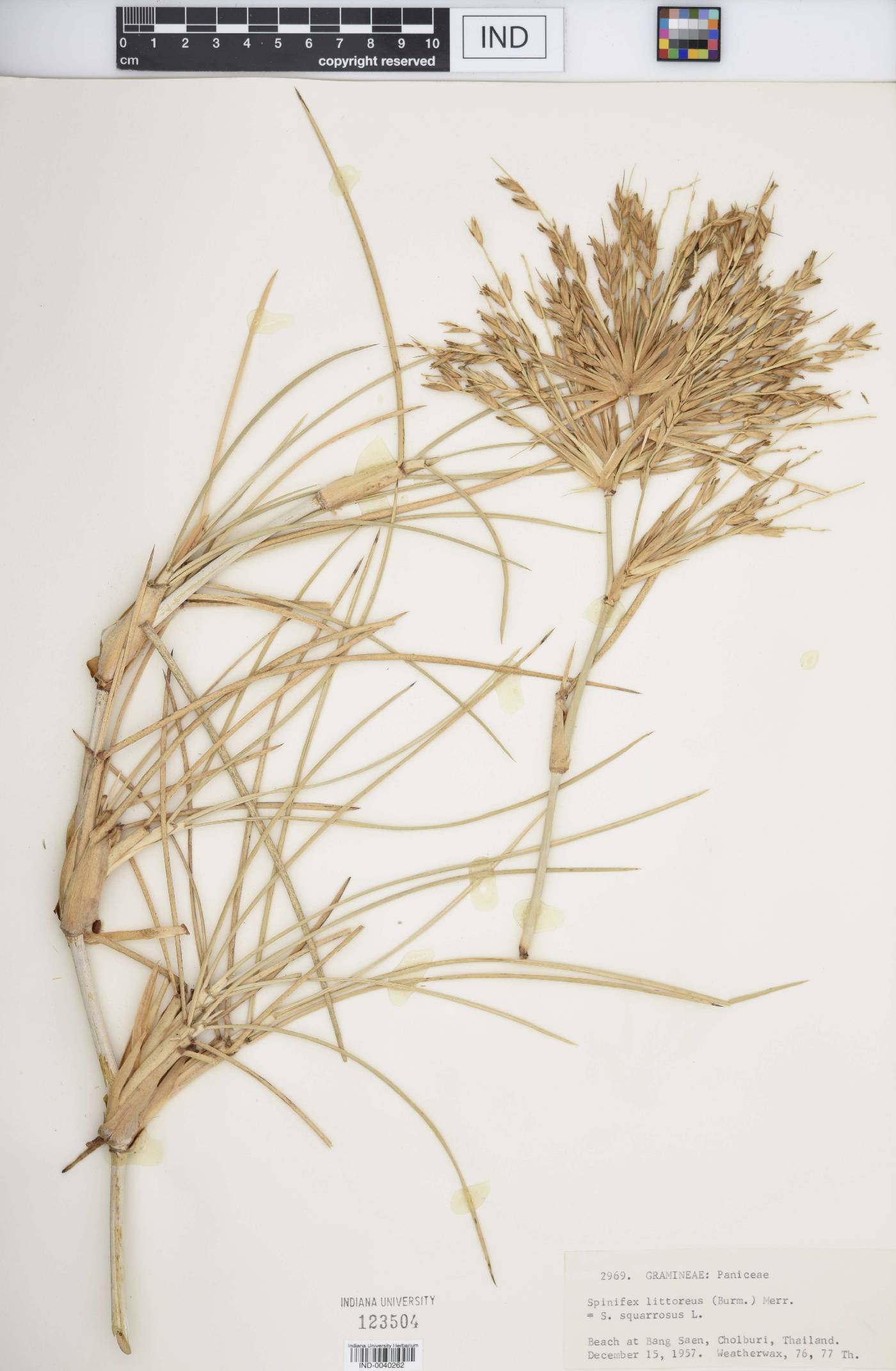 Spinifex littoreus image