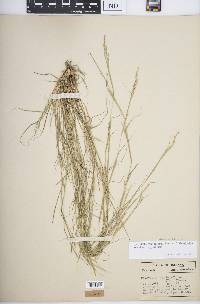 Sporobolus vaginiflorus var. vaginiflorus image