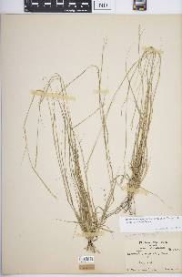 Sporobolus vaginiflorus var. vaginiflorus image