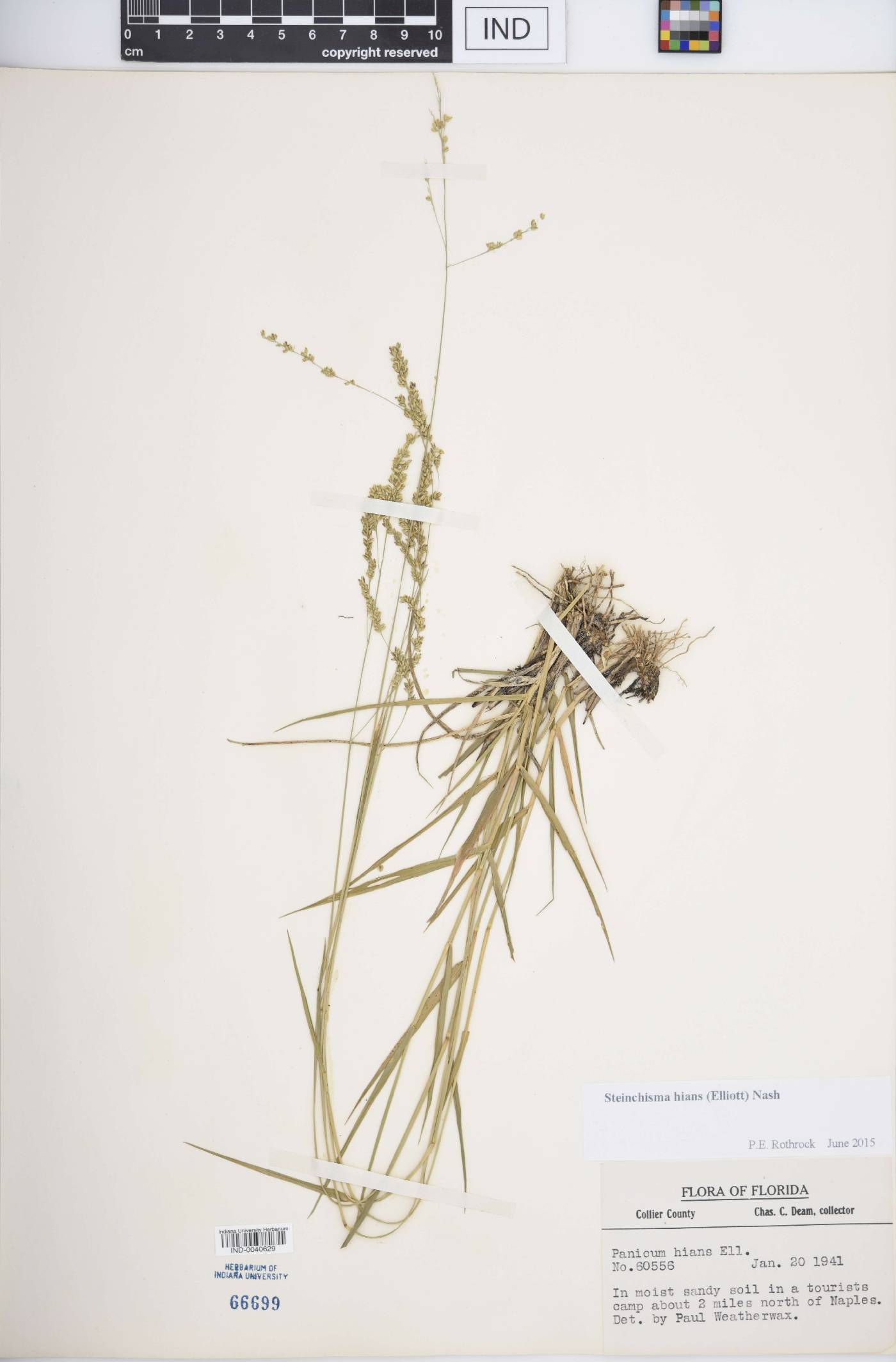 Steinchisma hians image