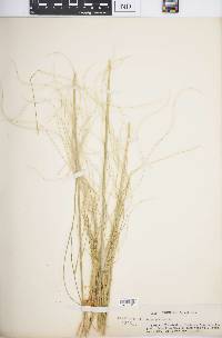 Stipa pennata image