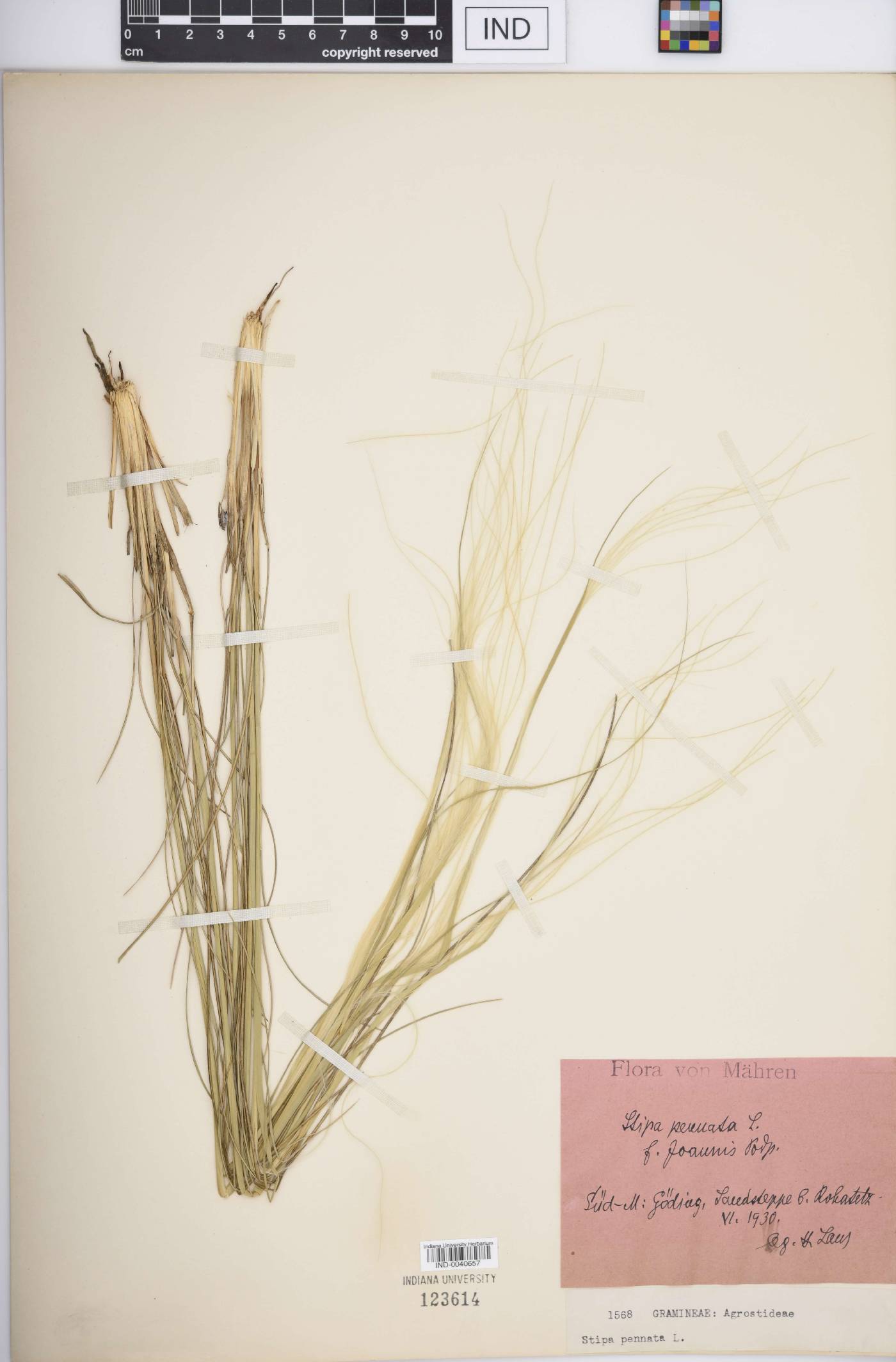 Stipa pennata image
