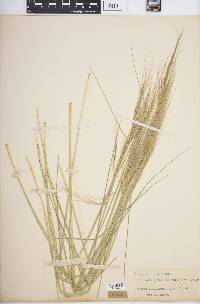 Stipa setigera image