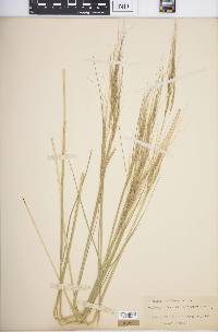 Stipa setigera image