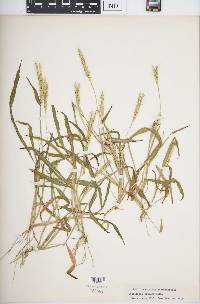 Thelepogon elegans image