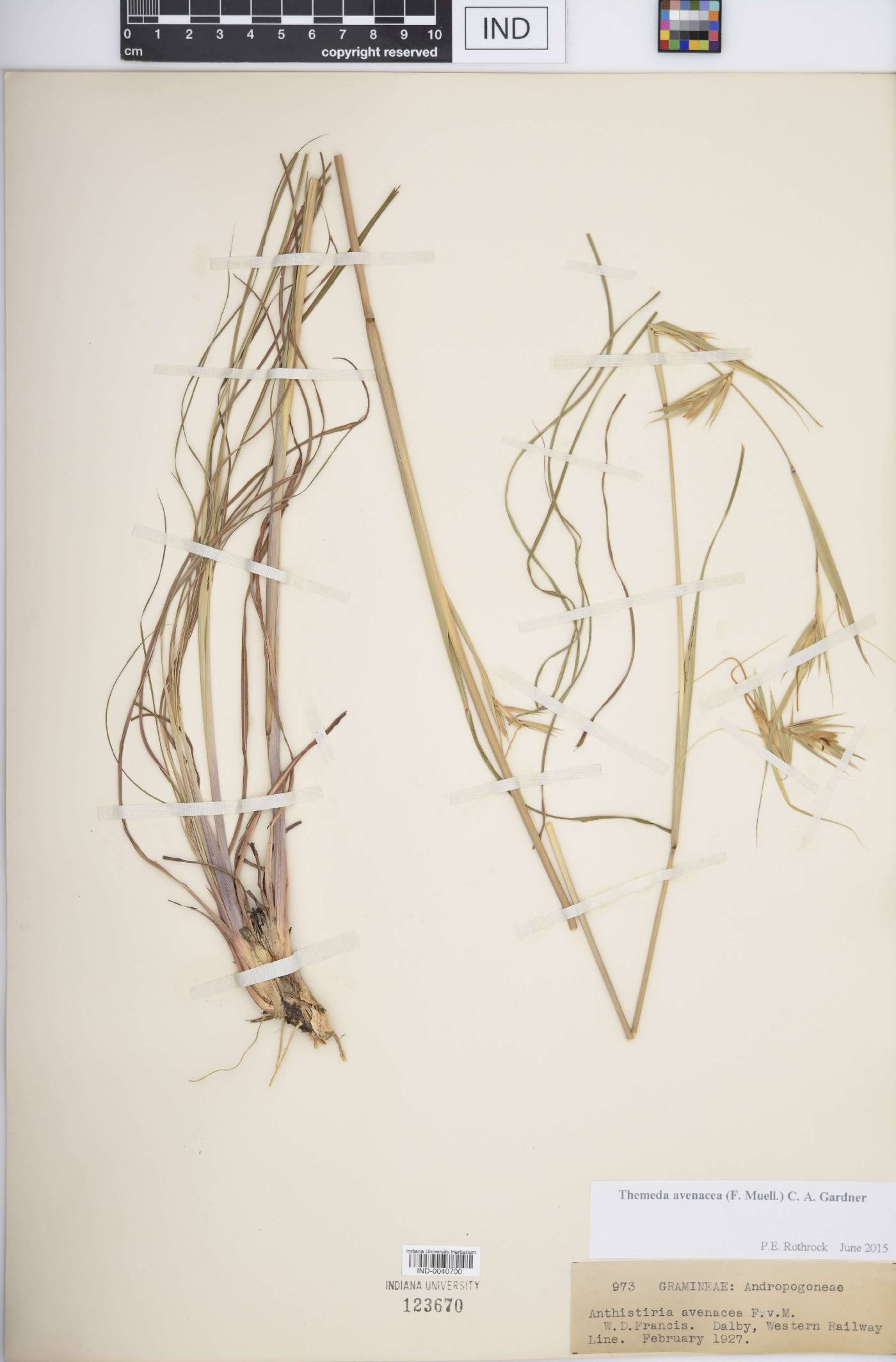 Themeda avenacea image