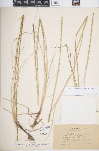 Image of Thinopyrum scirpeum