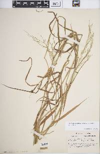 Torreyochloa pallida image