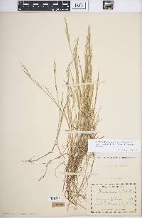 Torreyochloa pallida var. fernaldii image