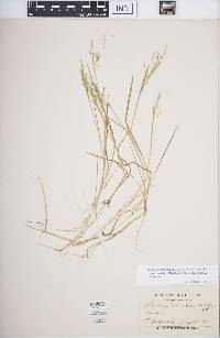 Torreyochloa pallida var. fernaldii image