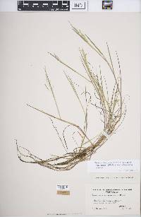 Torreyochloa pallida image