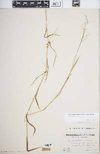 Torreyochloa pallida image