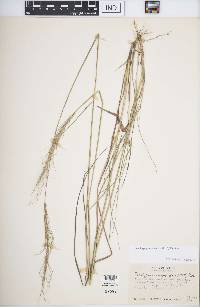 Trachypogon spicatus image