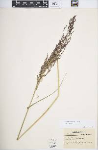 Tridens flavus var. flavus image