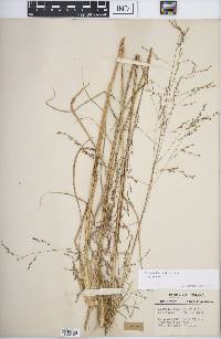 Tridens flavus var. flavus image