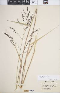 Tridens flavus var. flavus image