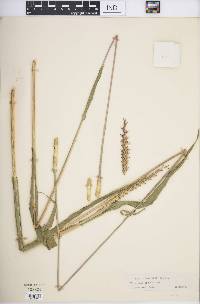 Tripsacum dactyloides image