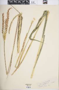 Tripsacum dactyloides image