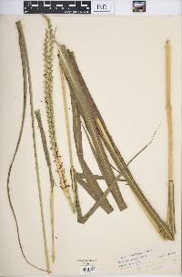 Tripsacum dactyloides image