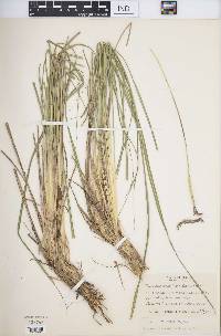 Tripsacum lanceolatum image