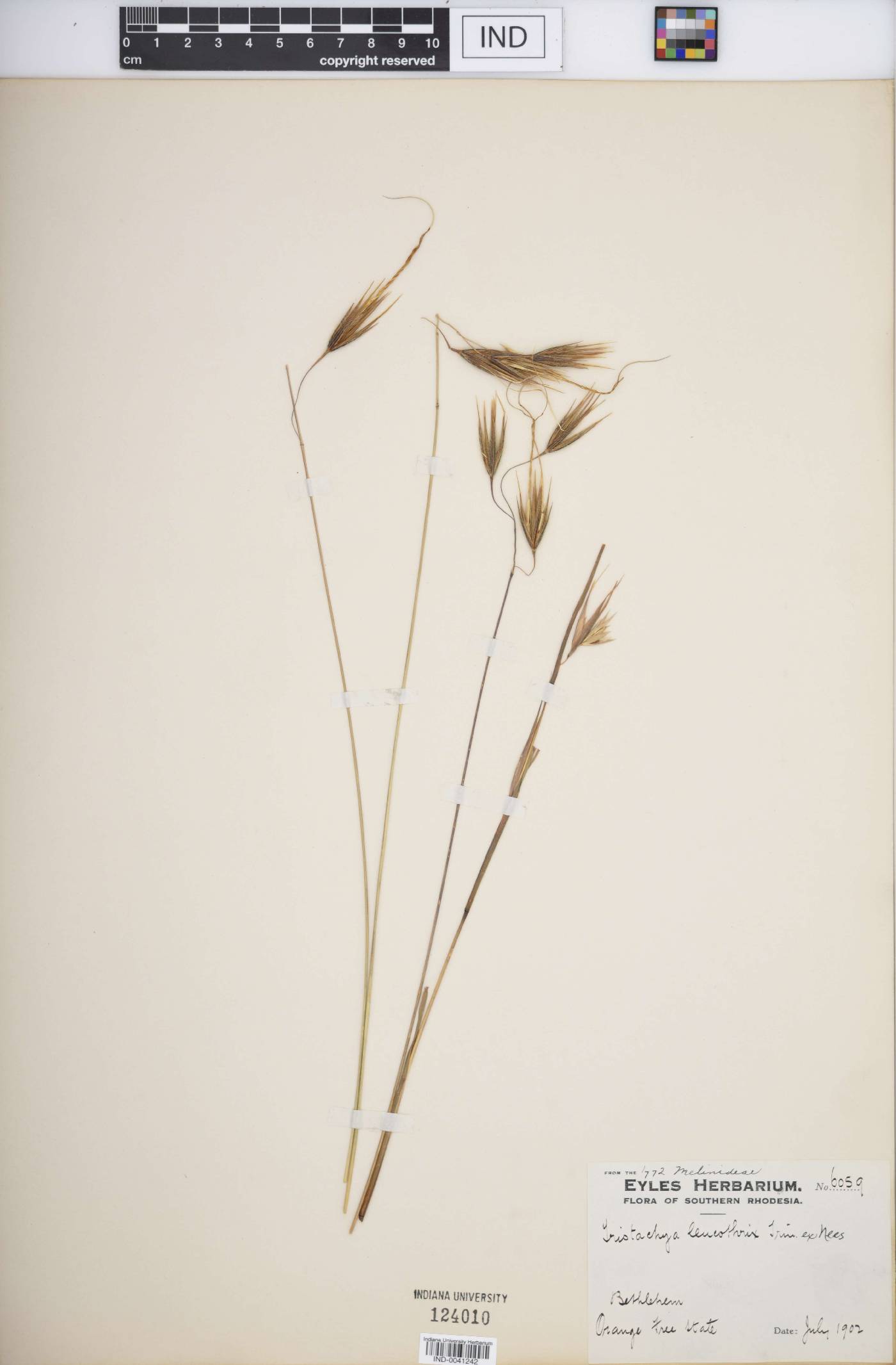 Tristachya leucothrix image