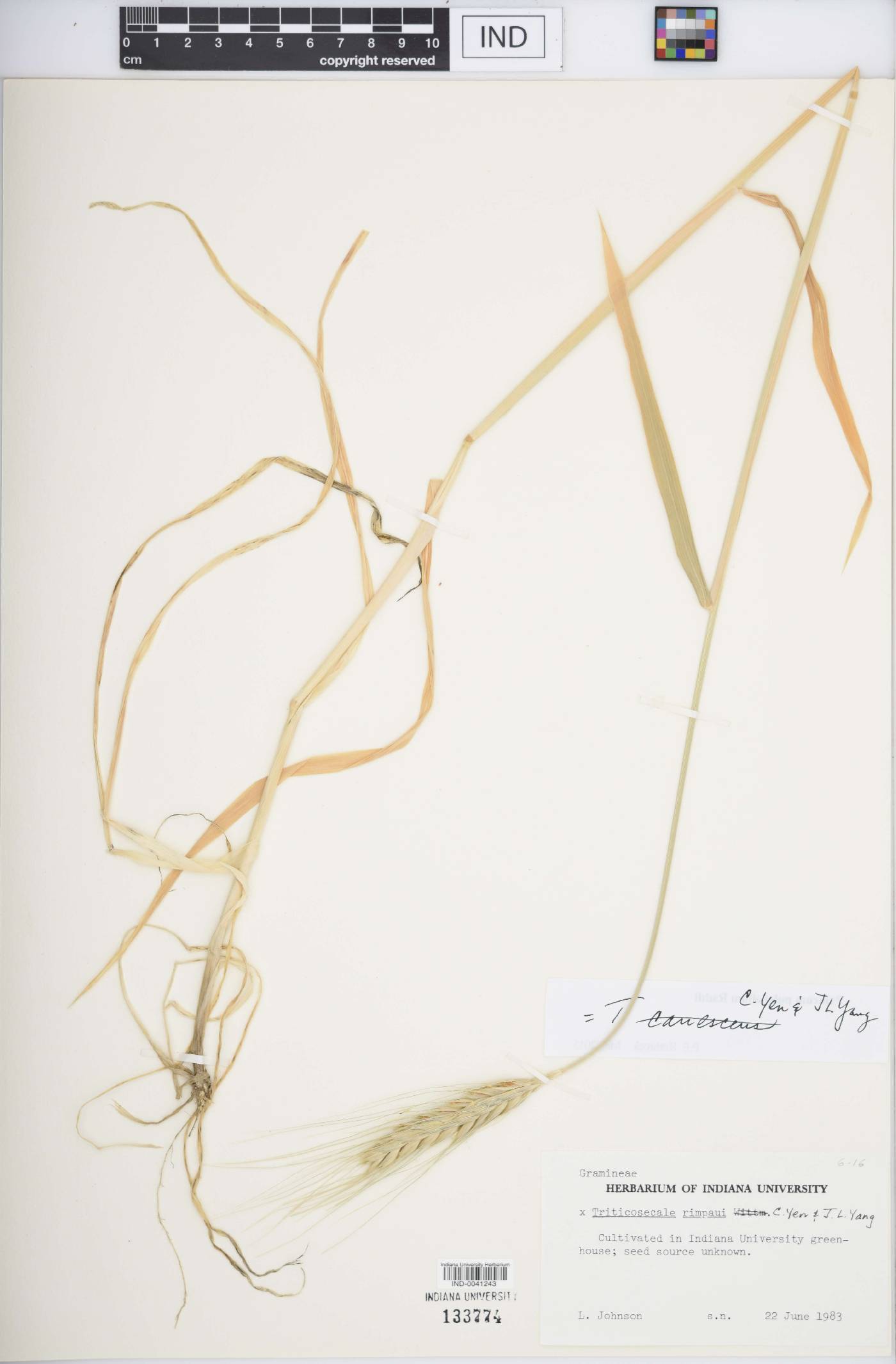 × Triticosecale rimpaui image