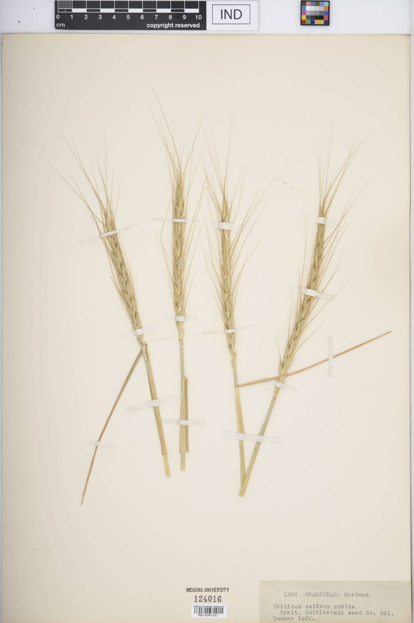 Triticum spelta image
