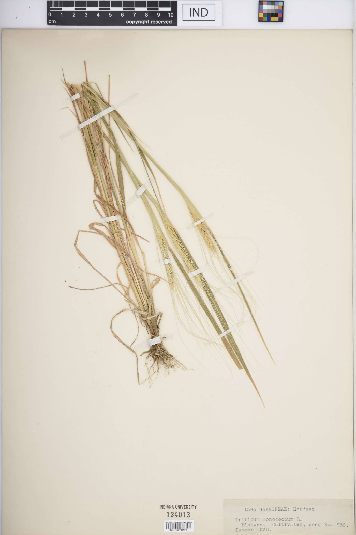 Triticum monococcum image