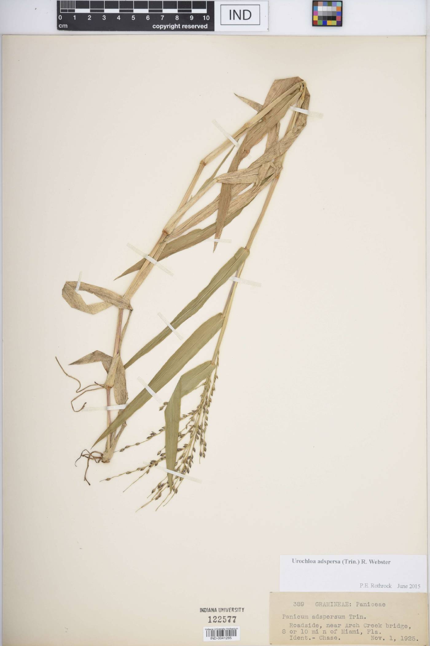 Urochloa adspersa image