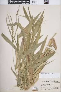 Urochloa adspersa image