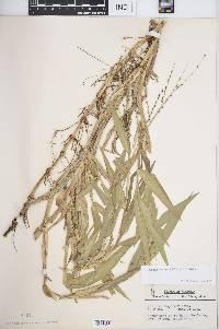 Urochloa adspersa image