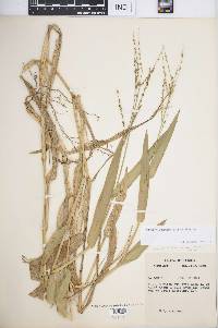 Urochloa adspersa image