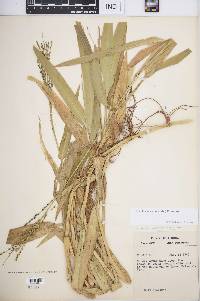 Urochloa adspersa image