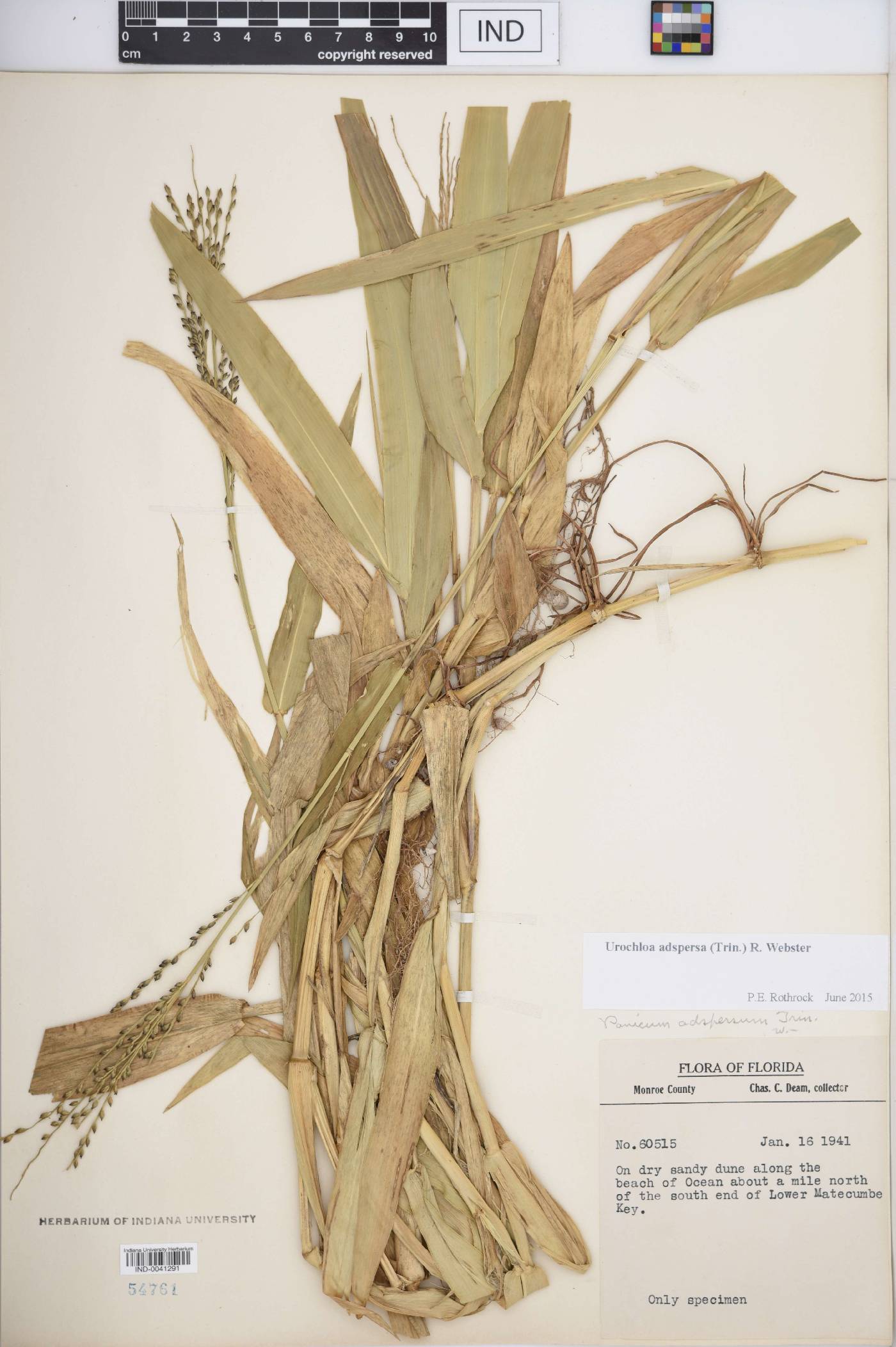 Urochloa adspersa image