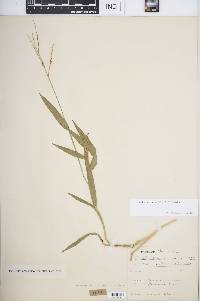 Urochloa adspersa image