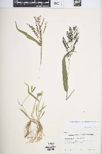 Urochloa fusca image