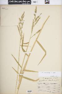 Urochloa mutica image