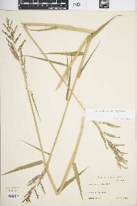 Urochloa mutica image