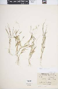 Urochloa reptans image